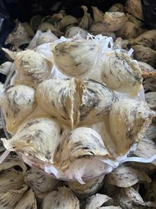 Tổ yến nhỏ có tốt không? Sự thật ít người nói